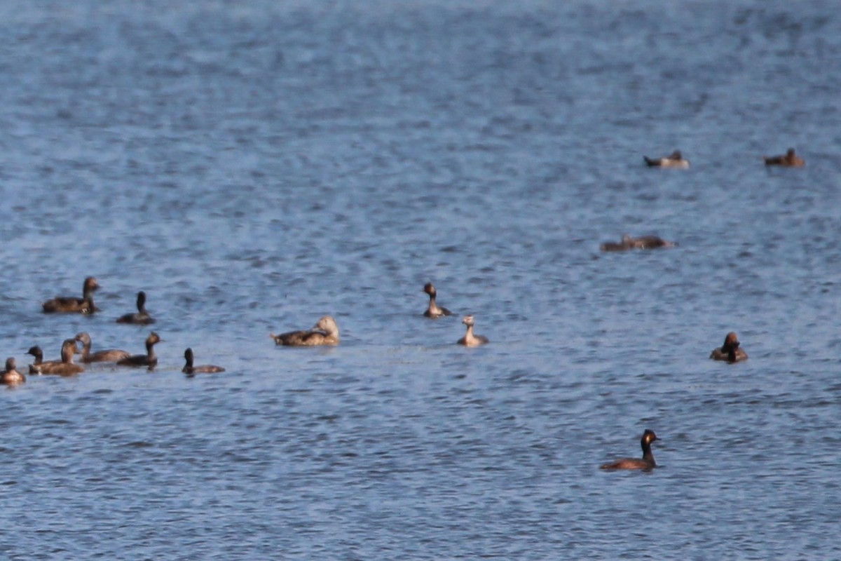 Canvasback - ML639694058