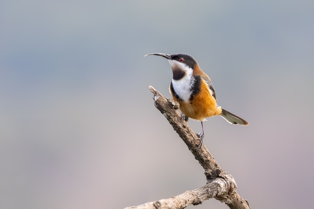 Picoespina Oriental - ML639694081