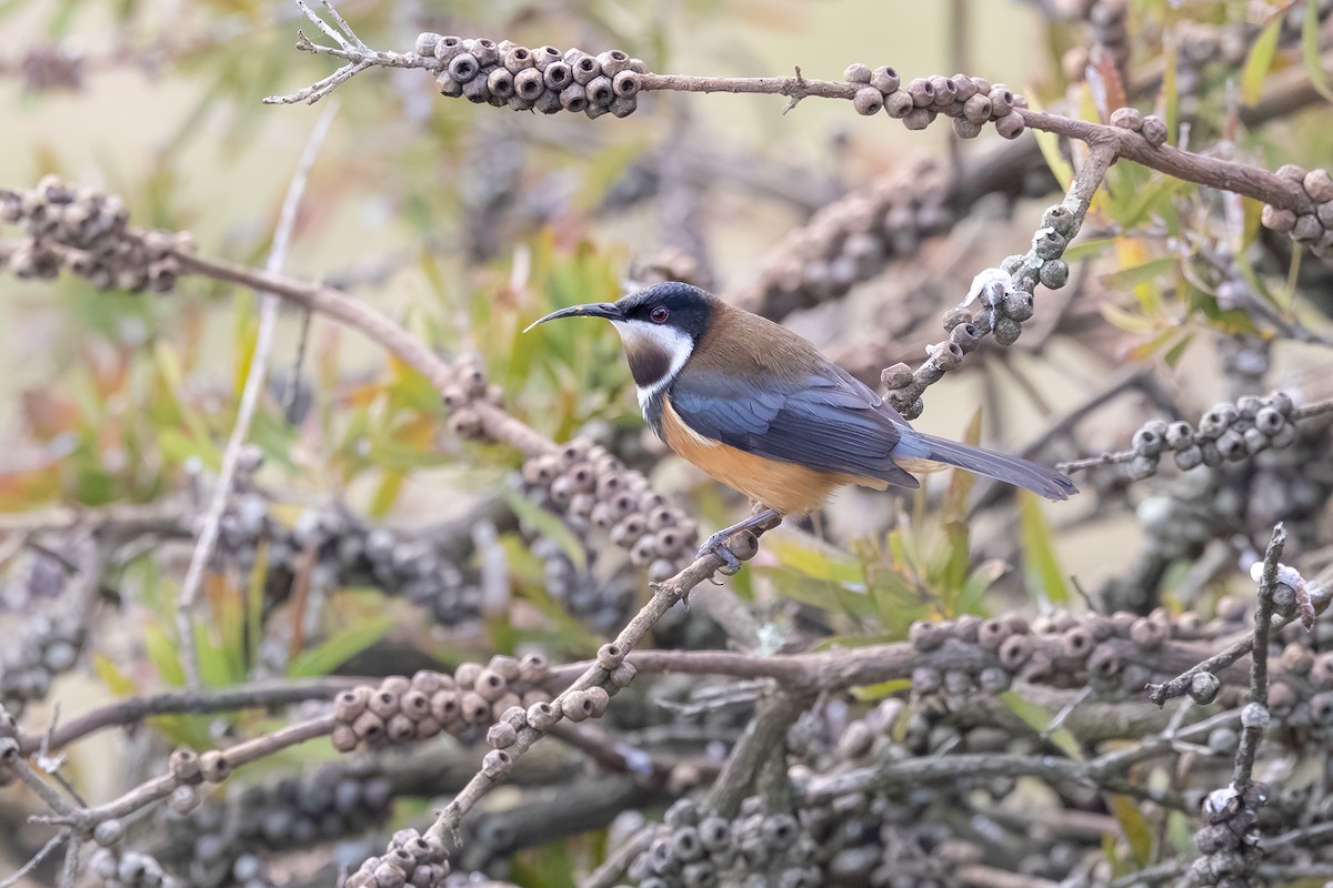 Picoespina Oriental - ML639694082