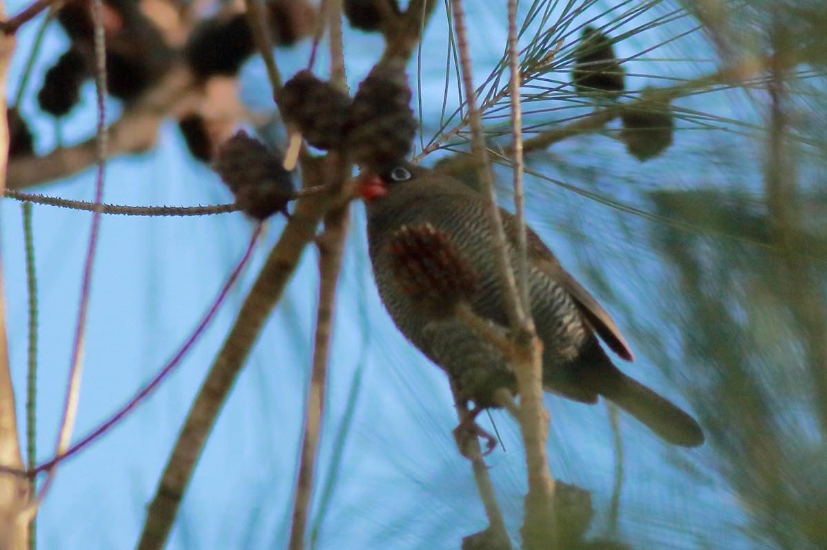 Beautiful Firetail - ML639694205