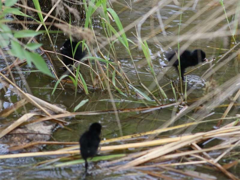 Ruddy-breasted Crake - ML639694211