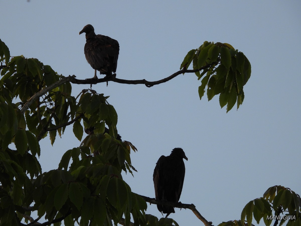 Black Vulture - ML639694357