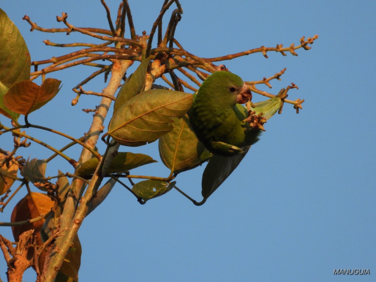 White-winged Parakeet - ML639694365