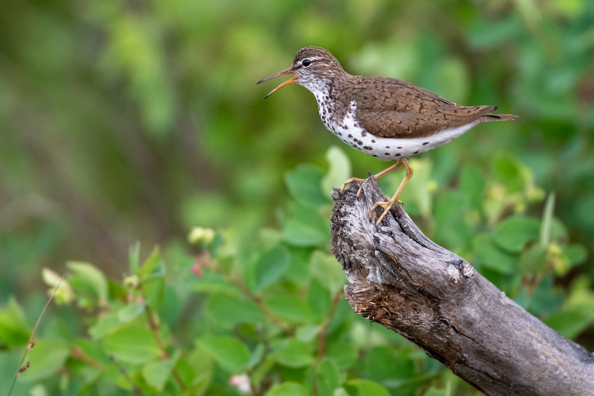 Spotted Sandpiper - ML639694629