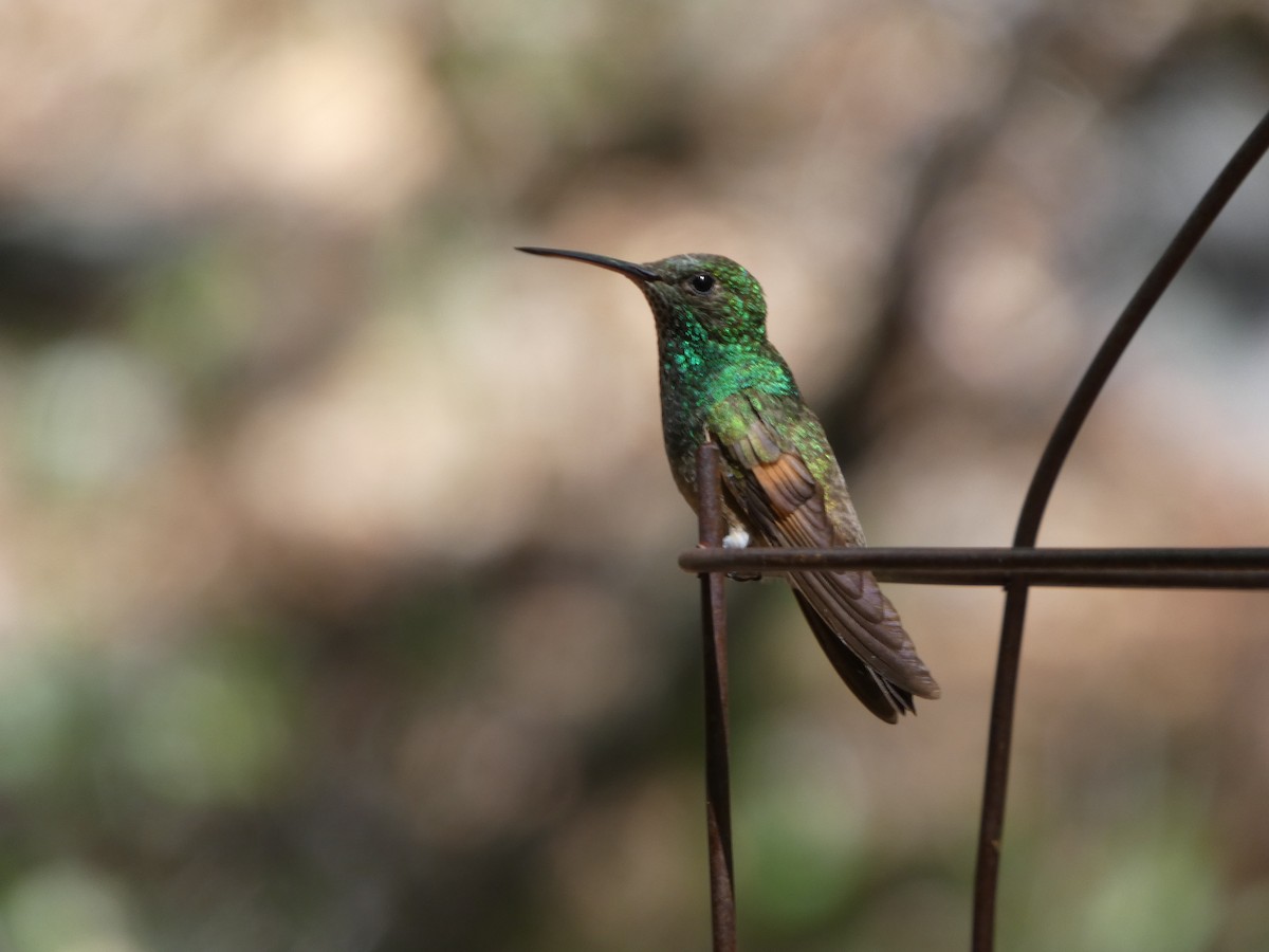 Berylline Hummingbird - ML639694637