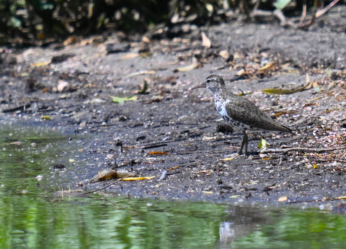 Spotted Sandpiper - ML639694732