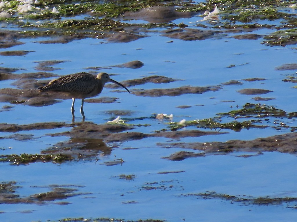 Long-billed Curlew - ML639694741