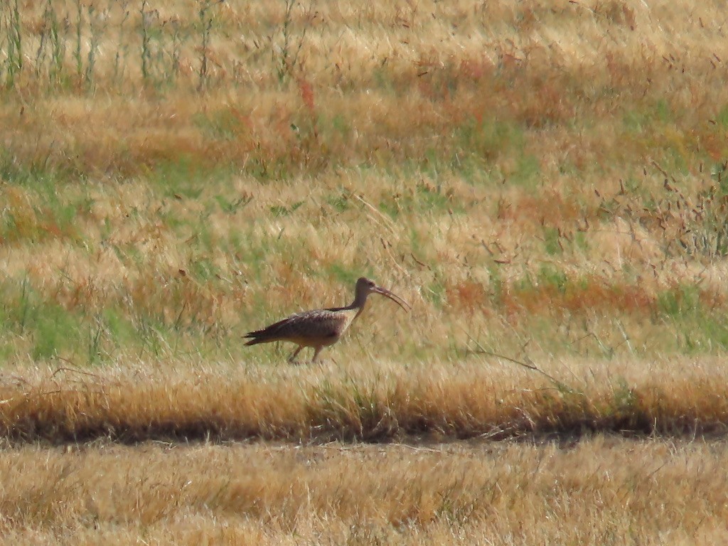 Long-billed Curlew - ML639694742