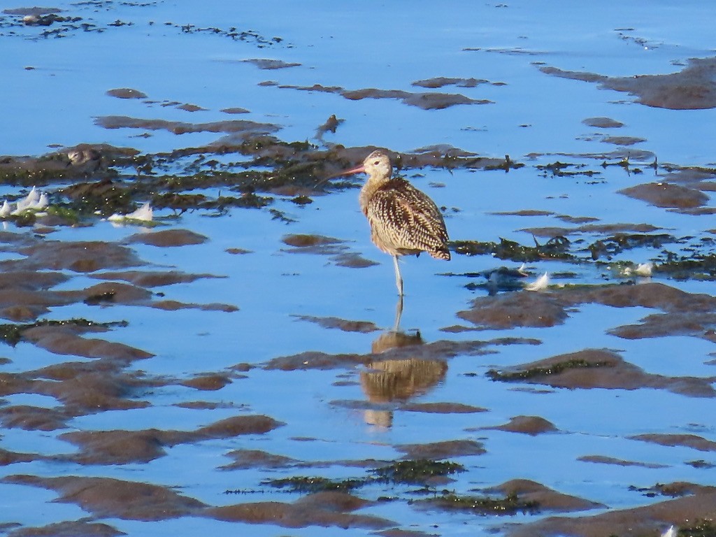 Long-billed Curlew - ML639694743