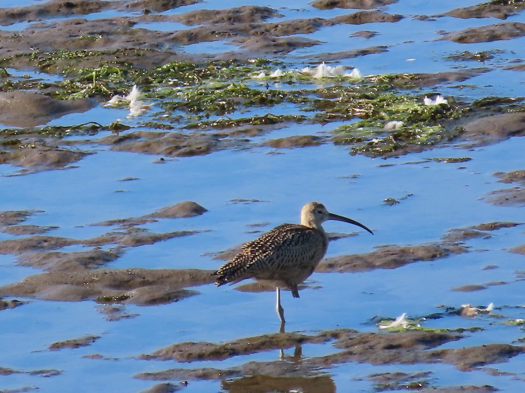 Long-billed Curlew - ML639694744