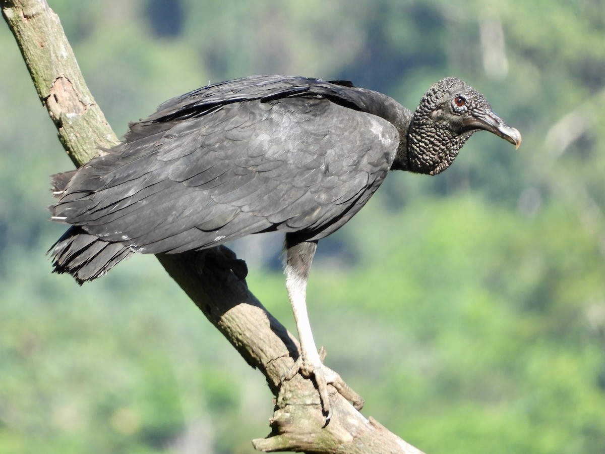 Black Vulture - ML639694952