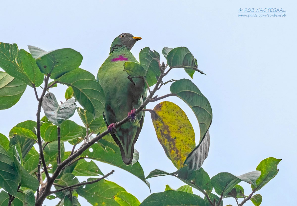 Claret-breasted Fruit-Dove - ML639695011