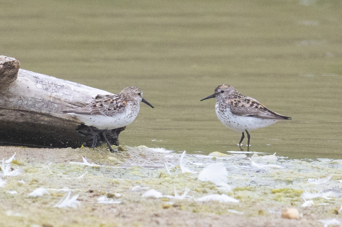 beringsnipe - ML639695042