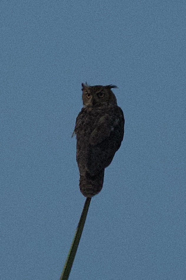 Great Horned Owl - ML639695128