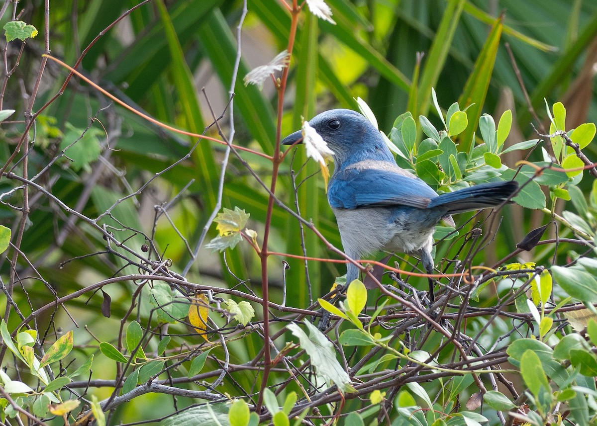 Florida Scrub-Jay - ML639695135