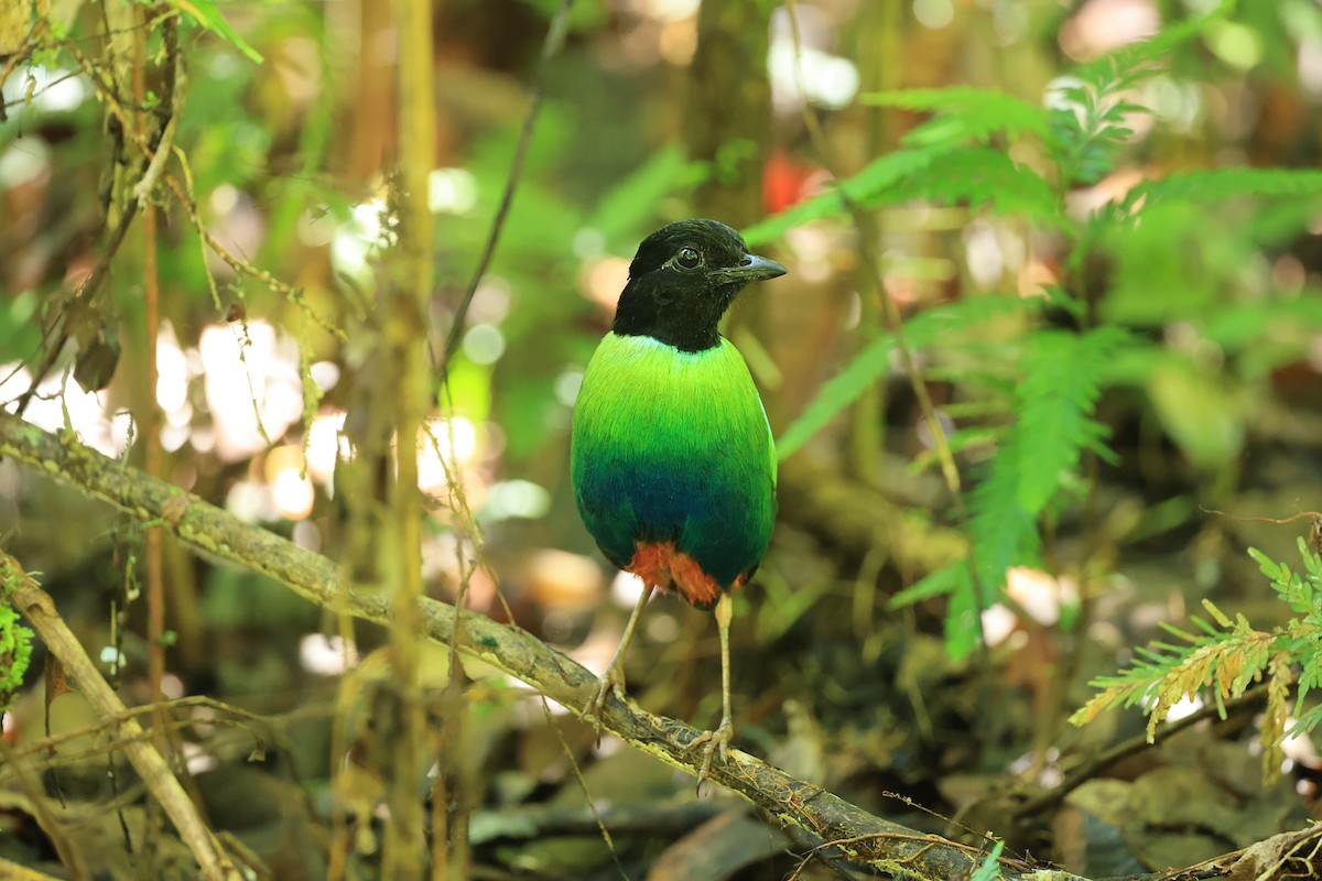 Eastern Hooded Pitta (Numfor) - ML639695144