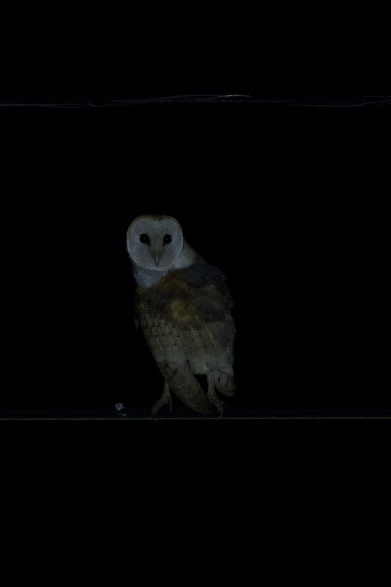 American Barn Owl - ML639695169