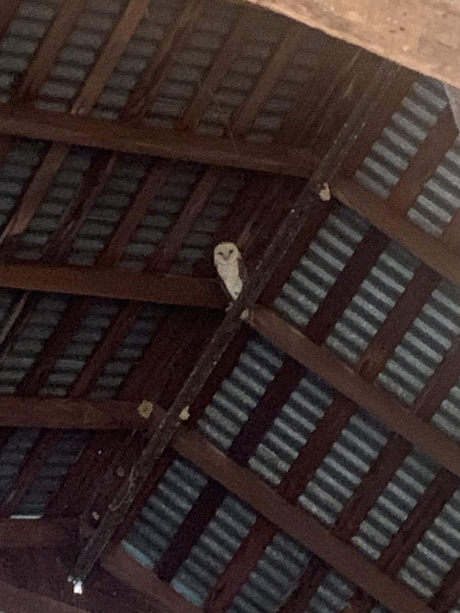American Barn Owl (American) - ML639695200