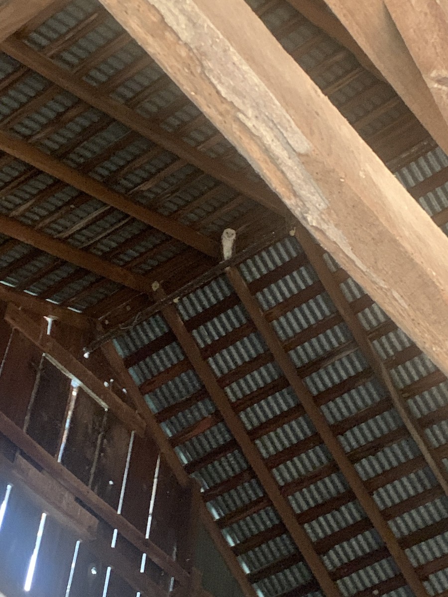 American Barn Owl (American) - ML639695201