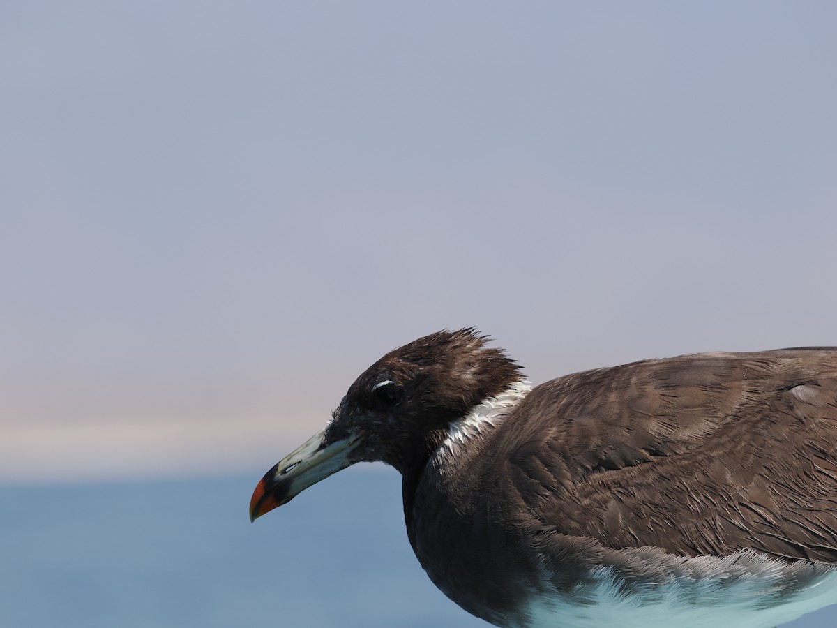 Sooty Gull - ML639695221
