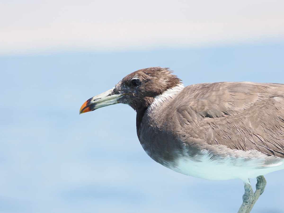 Sooty Gull - ML639695227