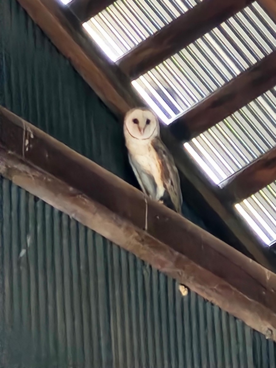 American Barn Owl (American) - ML639695230