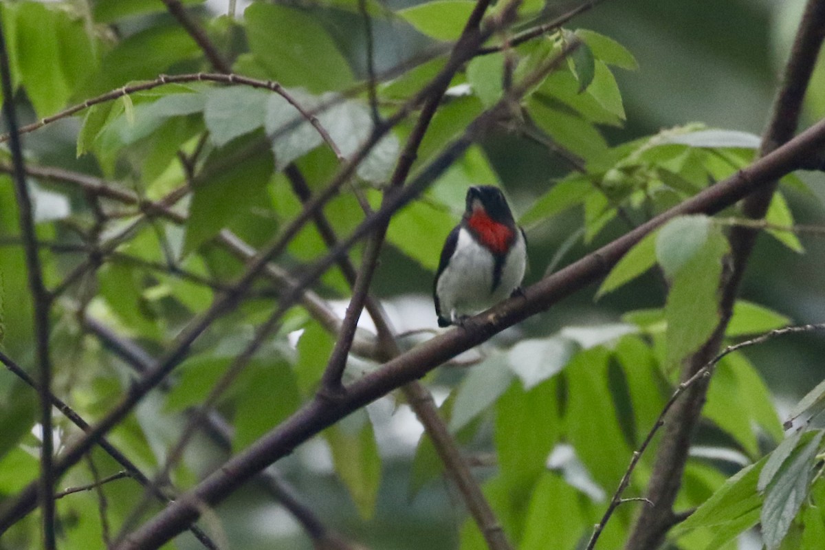 Red-chested Flowerpecker - ML639695233