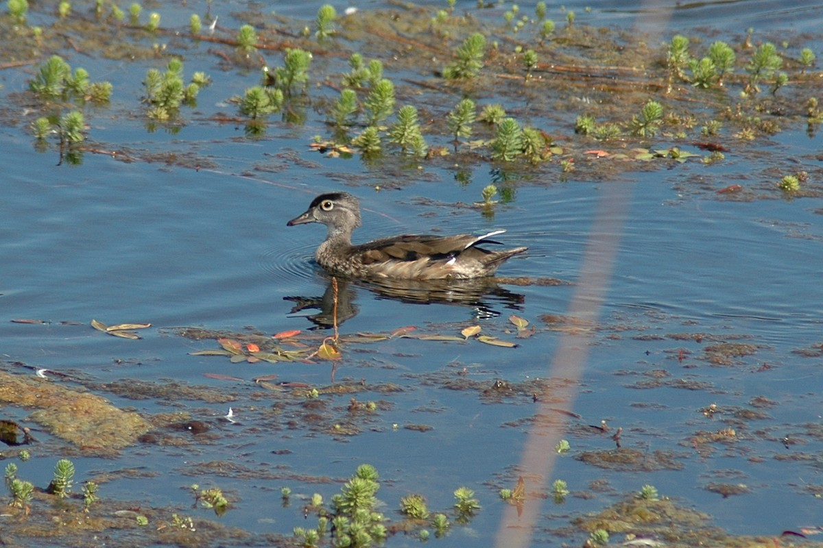 Canard branchu - ML639695588