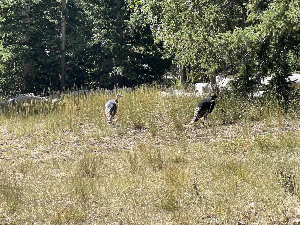 Wild Turkey - ML639695614