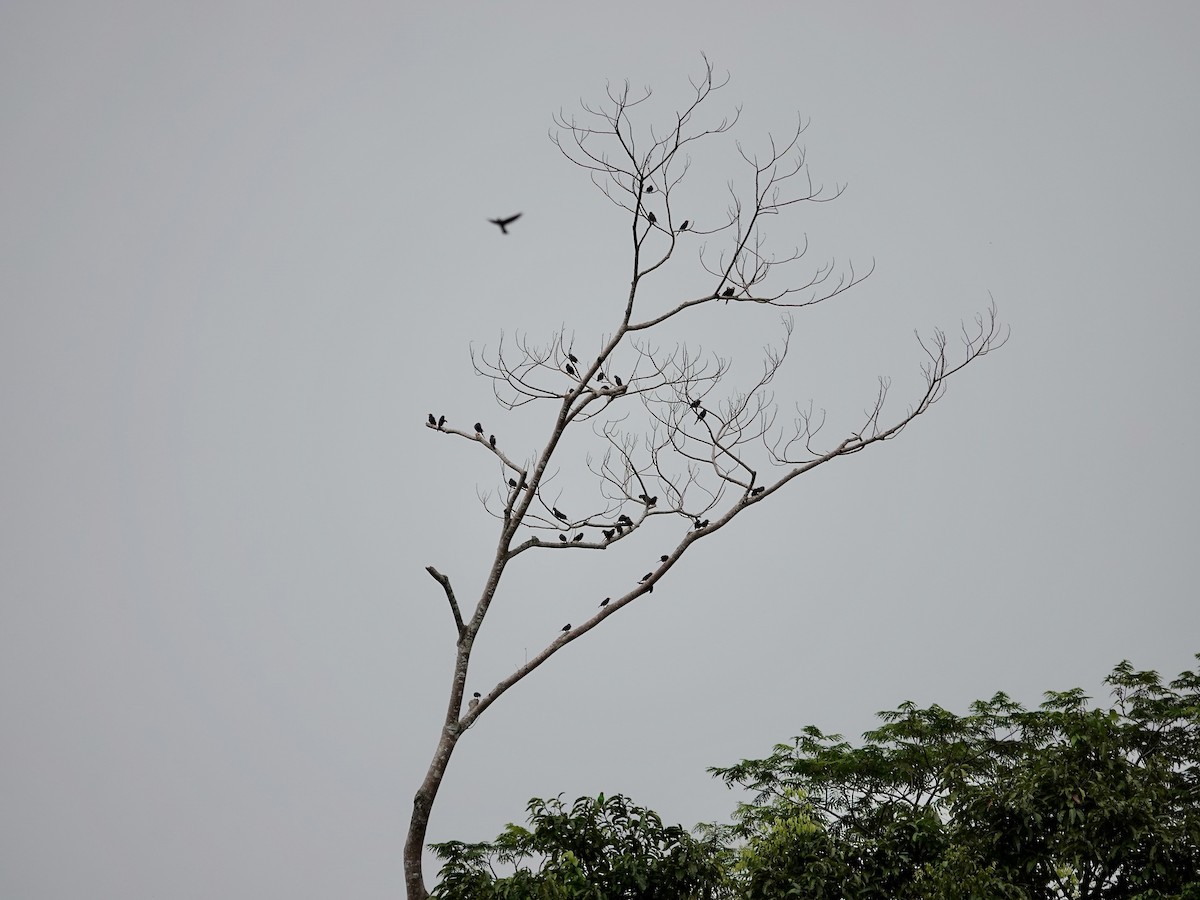 Finch-billed Myna - ML639695667