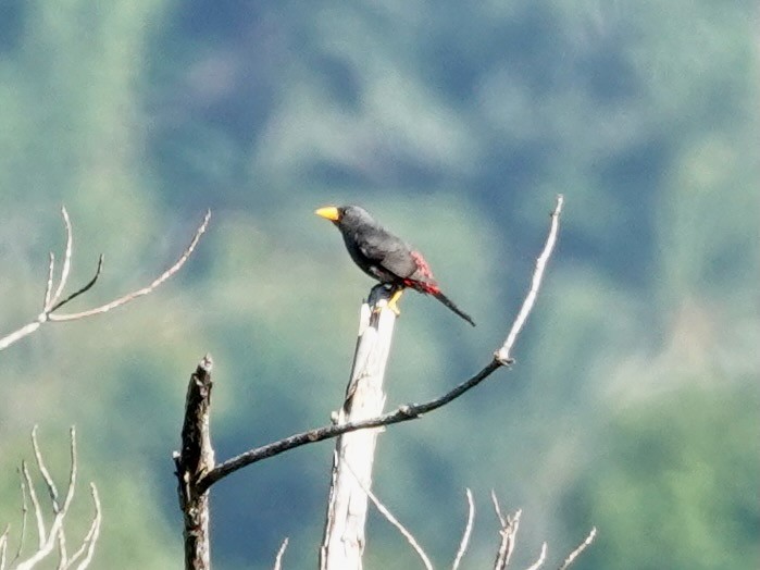 Finch-billed Myna - ML639695702