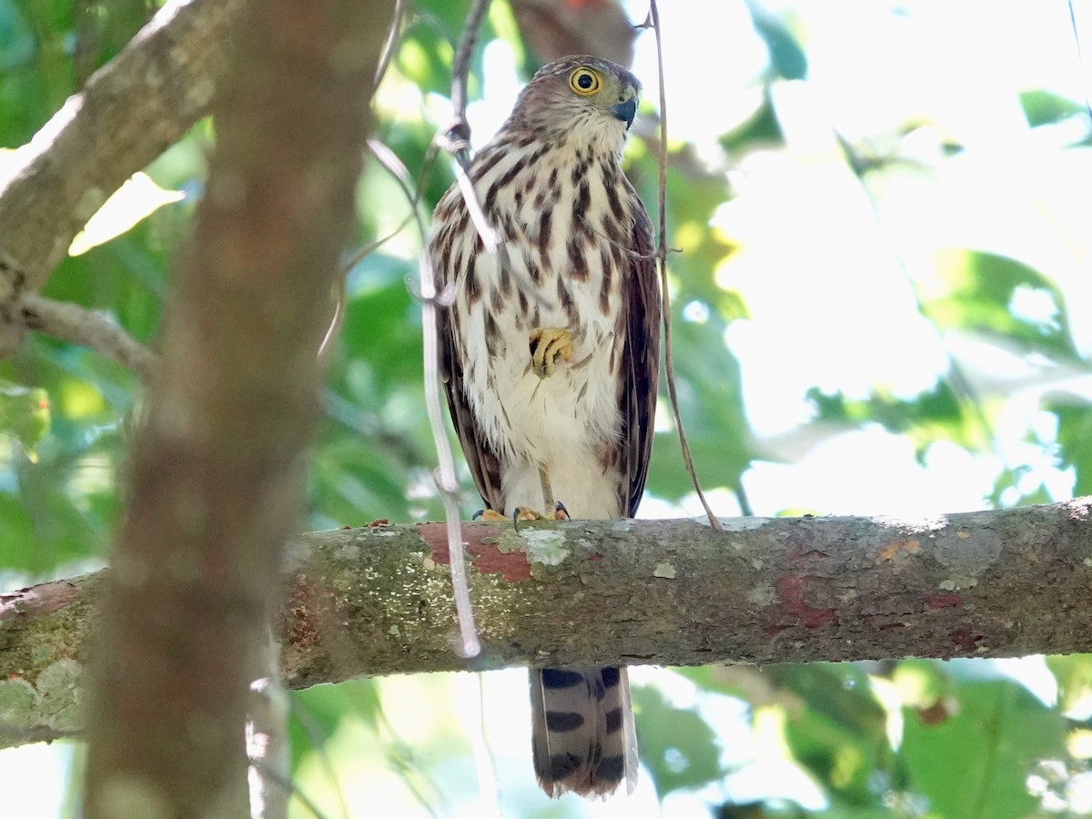 Vinous-breasted Sparrowhawk - ML639695733