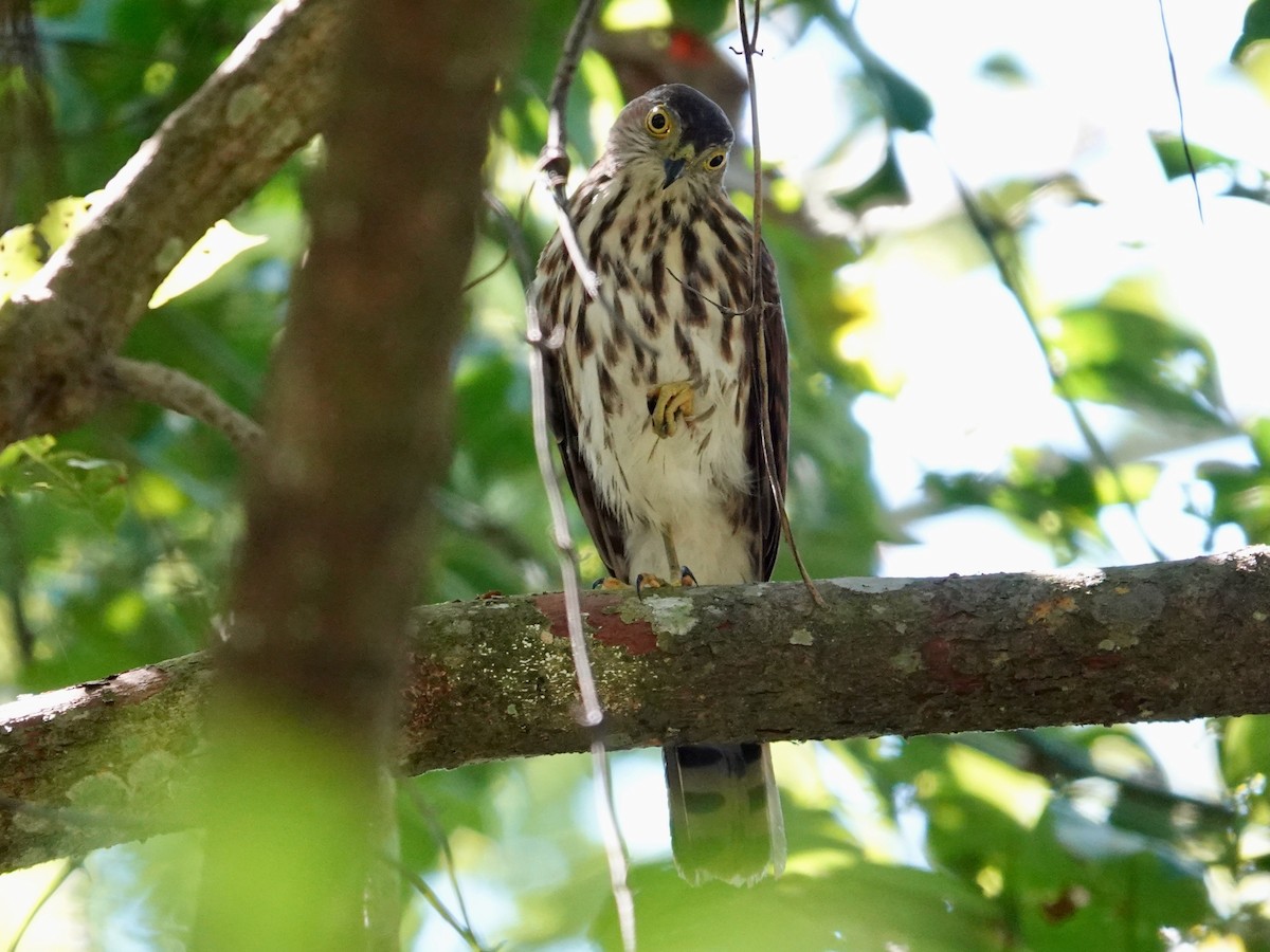 Vinous-breasted Sparrowhawk - ML639695734