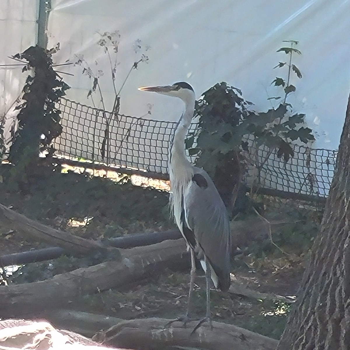 Gray Heron - ML639695780