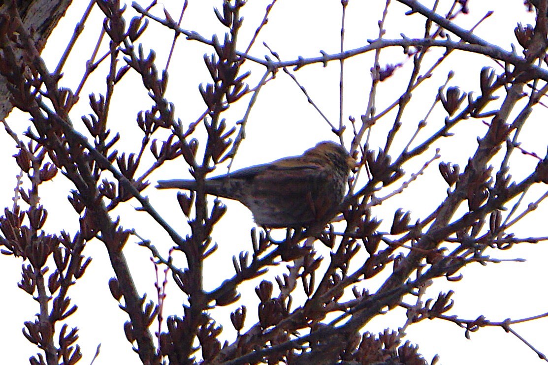 Asian Rosy-Finch - ML639695807