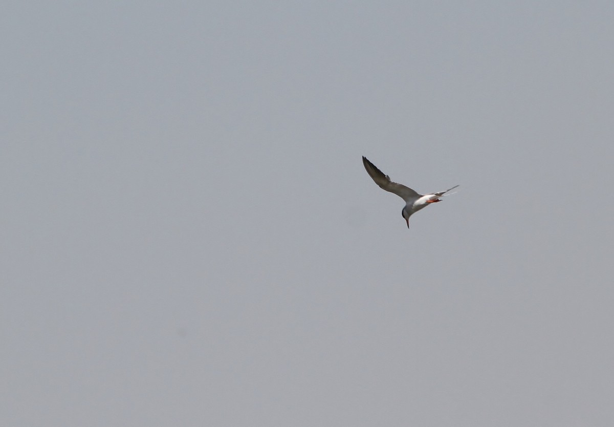 Forster's/Common Tern - ML639695818