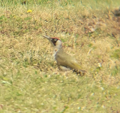 Eurasian Green Woodpecker - ML639695870