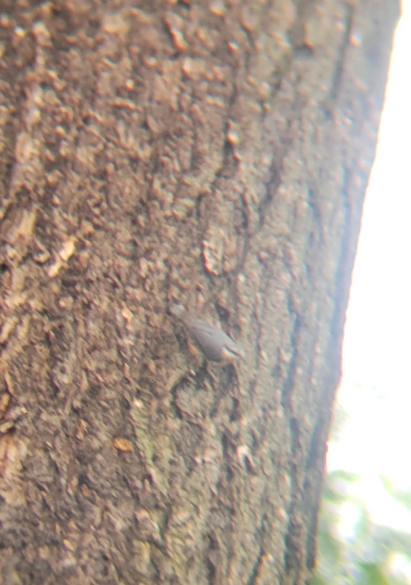 Eurasian Nuthatch - ML639695871