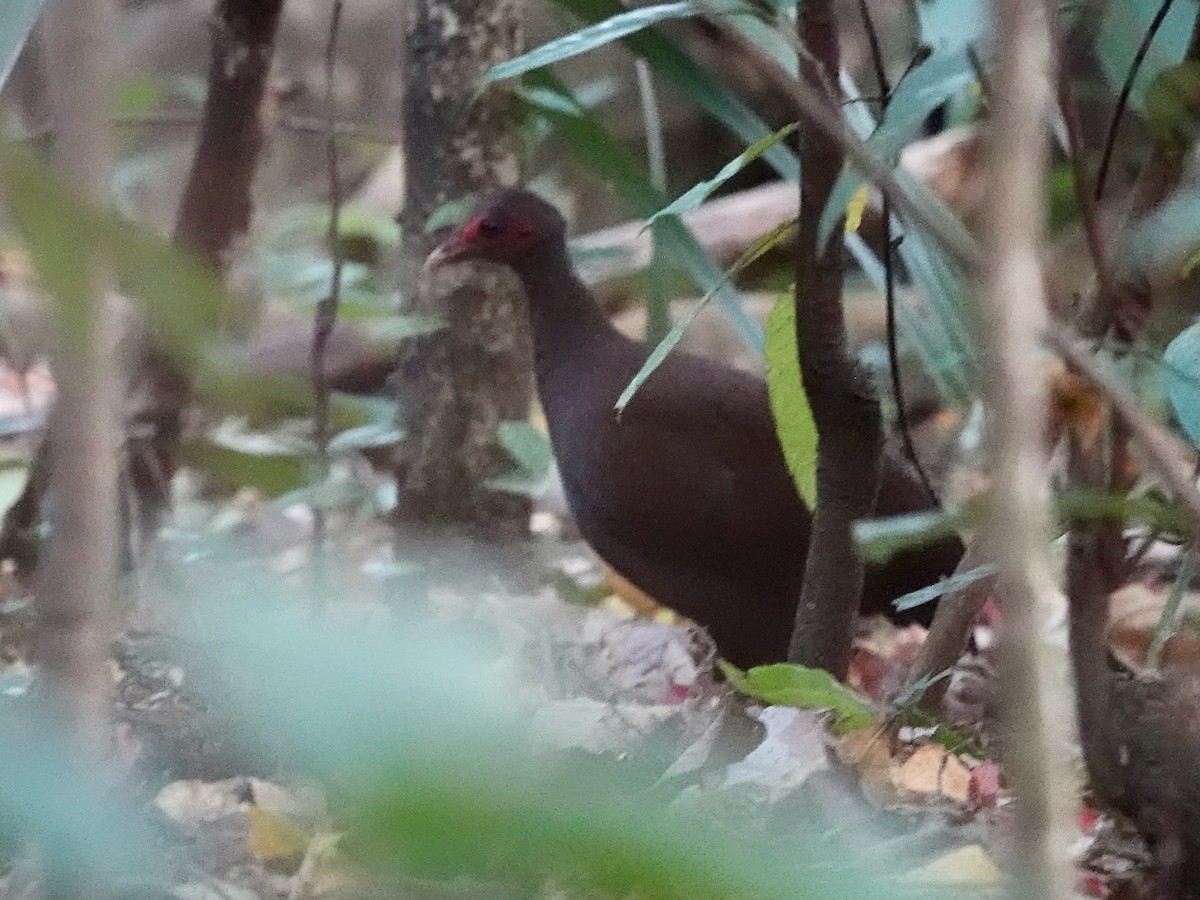 Philippinen-Großfußhuhn - ML639695879