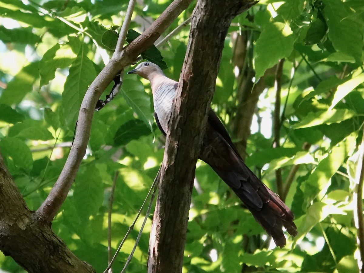 Sultan's Cuckoo-Dove - ML639695891