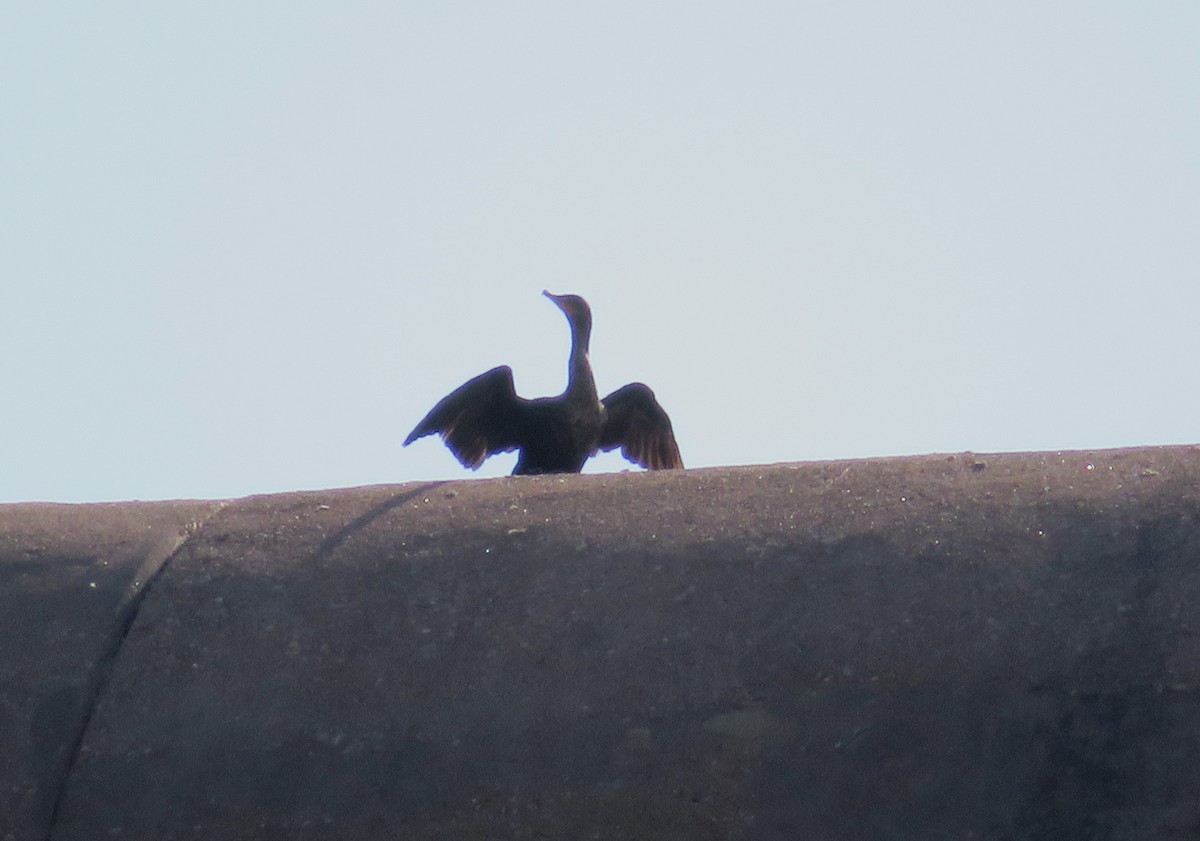 Ушастый баклан - ML639695922