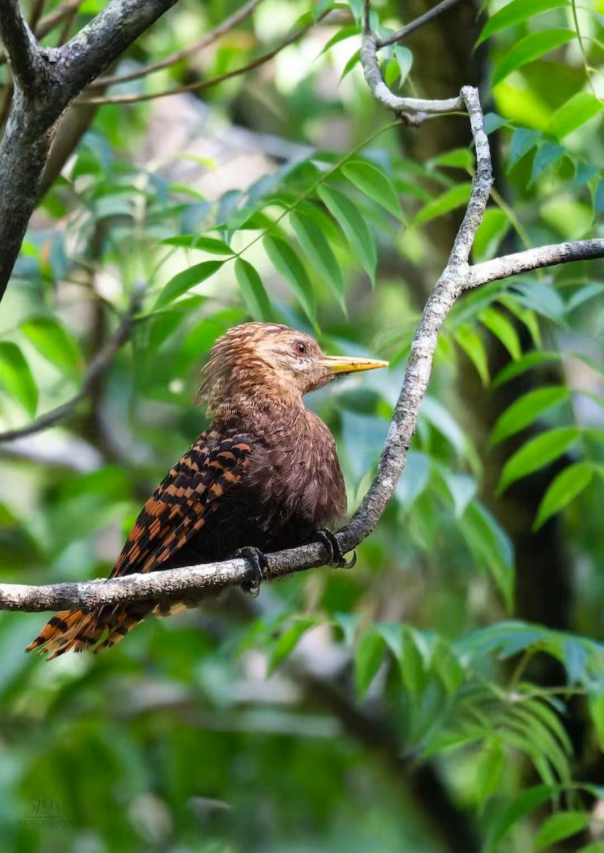 Bay Woodpecker - ML639695954