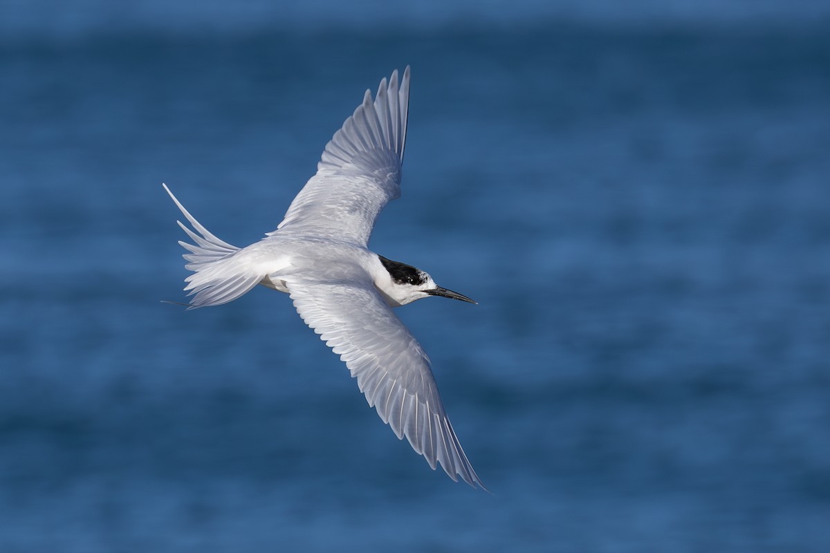 White-fronted Tern - ML639695958