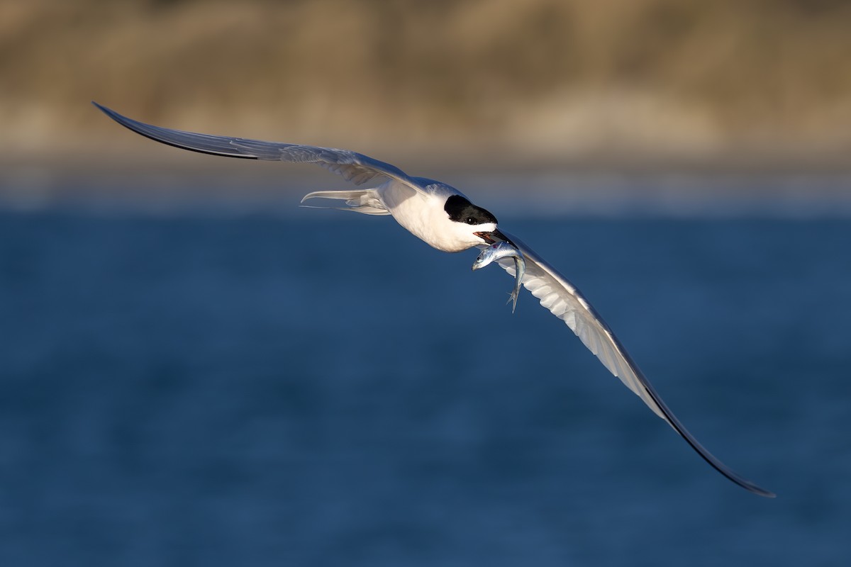 White-fronted Tern - ML639695959