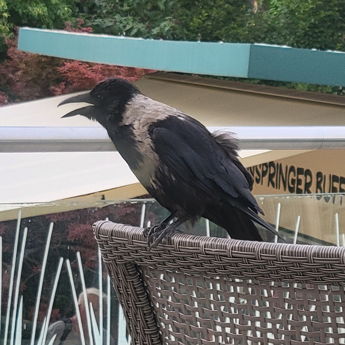 Carrion x Hooded Crow (hybrid) - ML639695984
