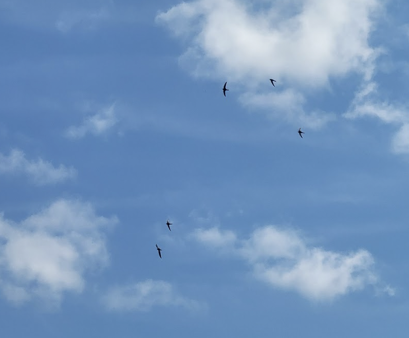 Common Swift - ML639696012