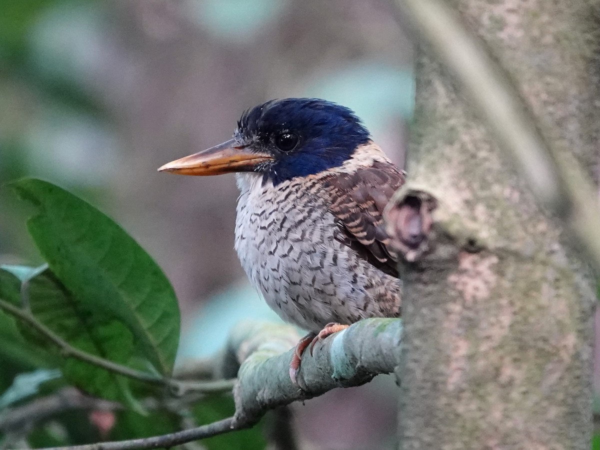 Scaly-breasted Kingfisher (Scaly-breasted) - ML639696045