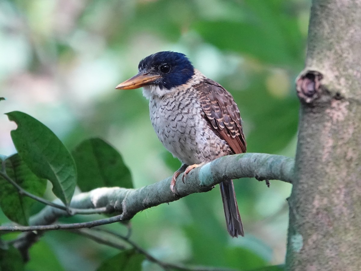 Scaly-breasted Kingfisher (Scaly-breasted) - ML639696047