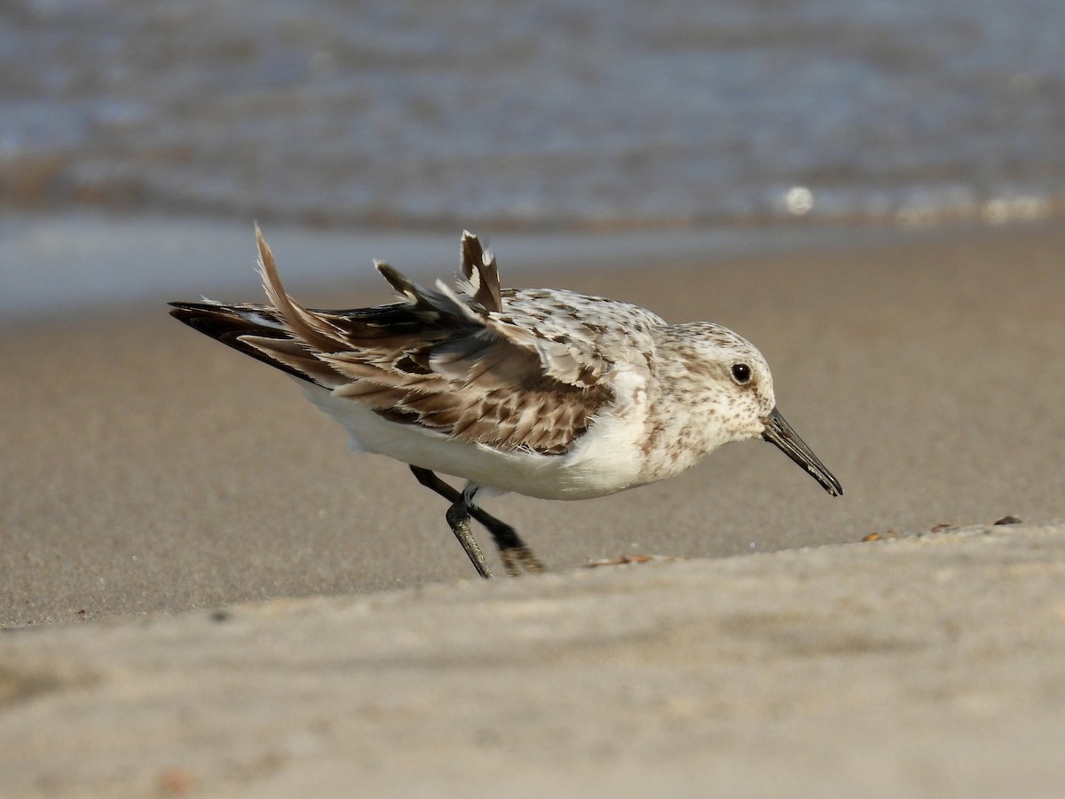 Sanderling - ML639696049