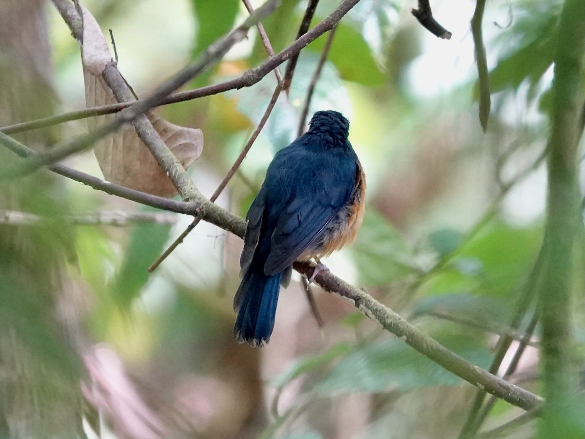 Sulawesiblauschnäpper (omissus-Gruppe) - ML639696074